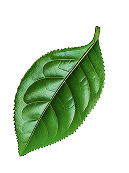 Nutribloom