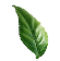 Nutribloom